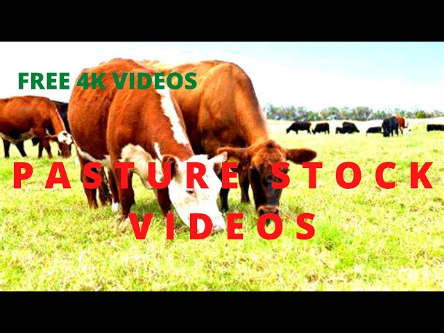 BEAUTIFUL 4K//HD PASTURE//GREEN GRASS//ANIMALS GRAZING//LAND STOCK FOOTAGE - COPYRIGHT-FREE VIDEOS.