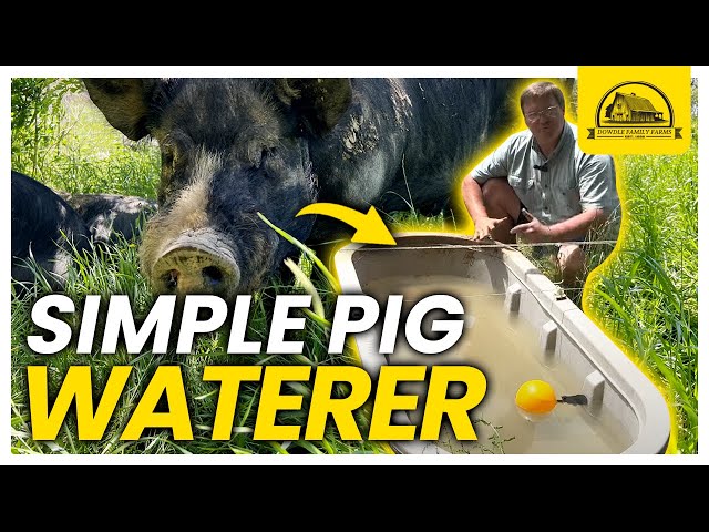 The Easy Pastured Pig Waterer with No Waste