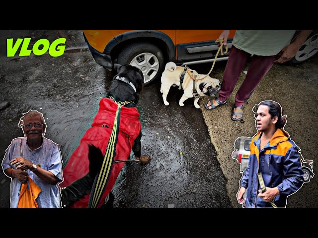 Rottweiler Malhar Met Giant Pug Jimmy And Met Baba After Long Time | Day -76 #dog #rottweiler #vlog