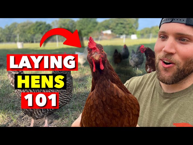 I’VE BEEN RAISING LAYING HENS FOR 5 YEARS. HERE’S WHAT YOU NEED TO KNOW