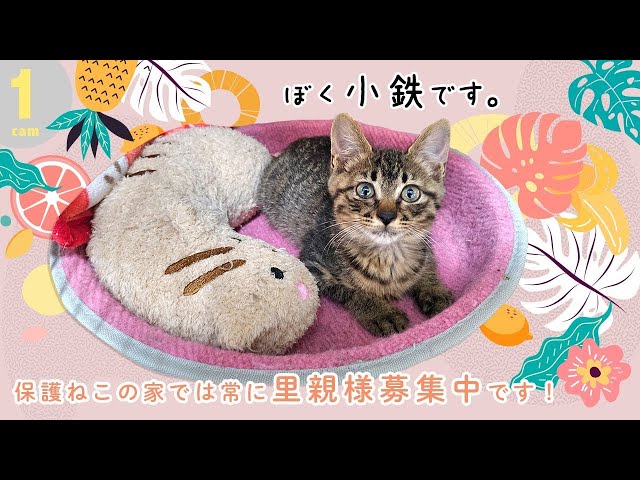 1️⃣ ✅保護ねこの家✅ 13頭の保護猫の毎日（Cats Rescue & Protection Japan）（Every day of 13 protected cats）｜24時間ライブ配信