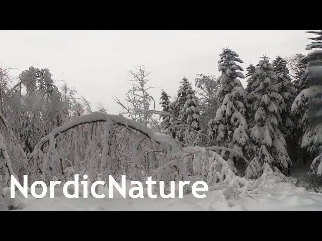 Nordic winter wonderland 360, snow has shaped the trees and branches.