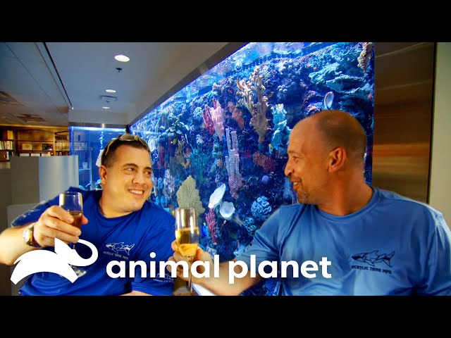 The Lifestyle of the Fish and Famous | Tanked | Animal Planet