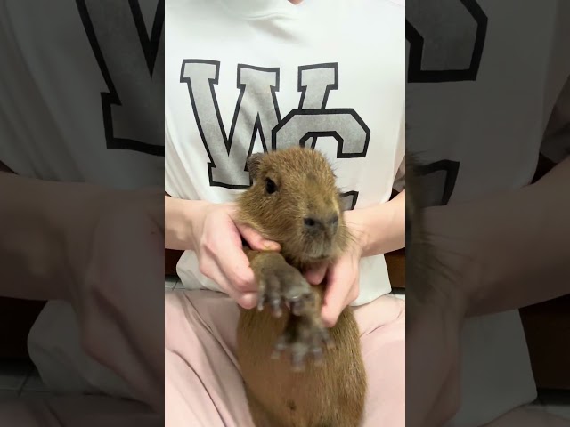 Best animal ever 😍 #capybara #cute