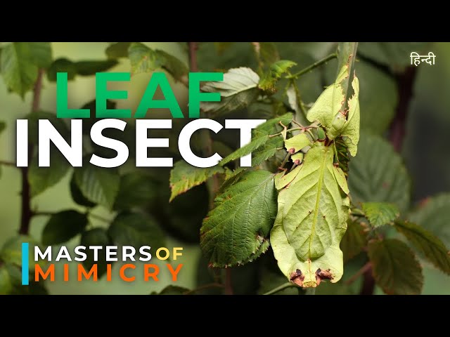 Leaf Insect : Meet Nature’s Best Mimicry Artist ! | HINDI @natgeoindia