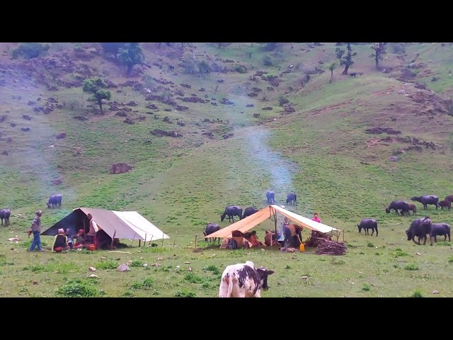 Organic Nepali Himalayan Village Life in Nepal |  Shepherd Food Cooking | Shepherd Life | Real Life