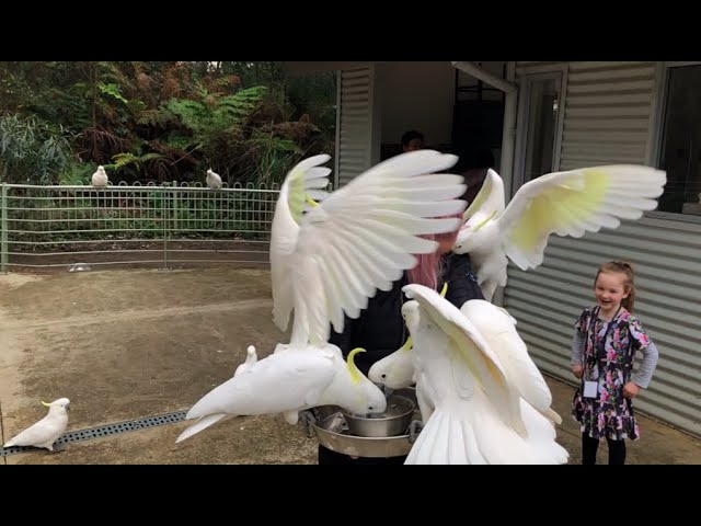 360 COCKATOOS in my FACE!