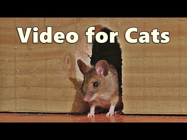 Videos for Cats ~ Mouse in The House 🐭 A Video for Cats to Watch Mice 🐭 8 HOURS