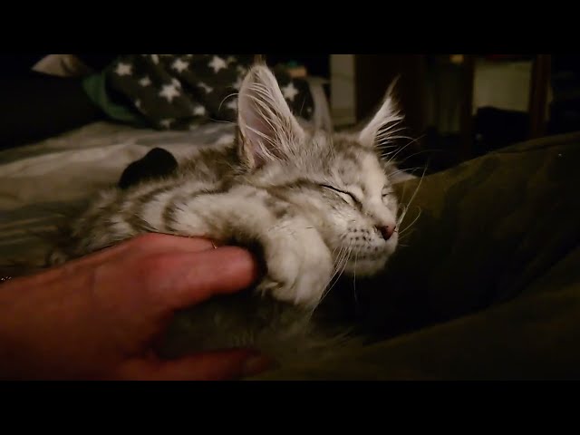 Adorable Maine Coon Kittens: Cuddles and Playful Antics!