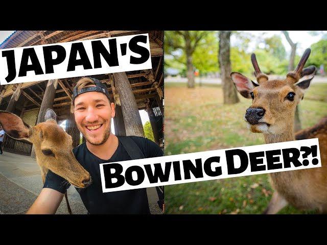 WHEN NARA DEER ATTACK! Japan's Famous Bowing Deer