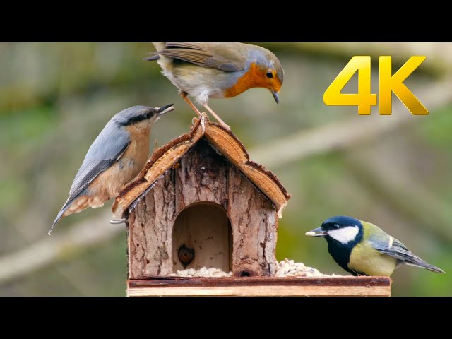 Cat TV for Cats to Watch 😺 Cute forest birds 🐦 10 Hours(4K) feeding from a house