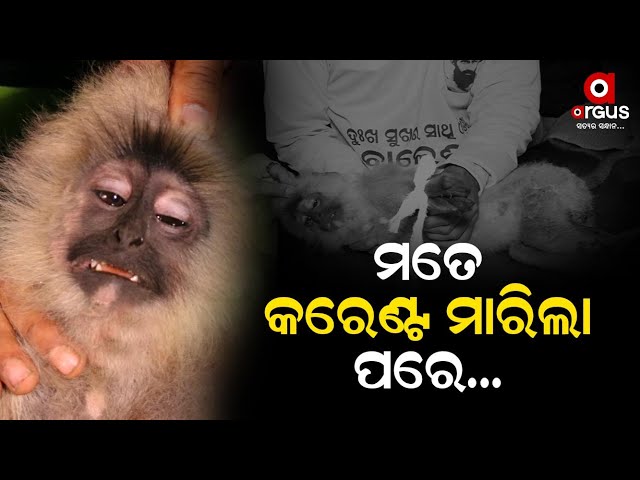 Inured Monkey Rescued By Youth In Balasore