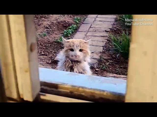 A Scruffy Stray Cat Begs for Food Through the Window Out of Hunger