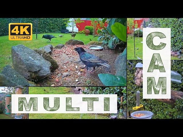 Wildlife in a Garden in Sheffield. Birds, Squirrels, Badgers, Foxes & More! Calming ASMR 🧘🏻‍♂️🐦😊