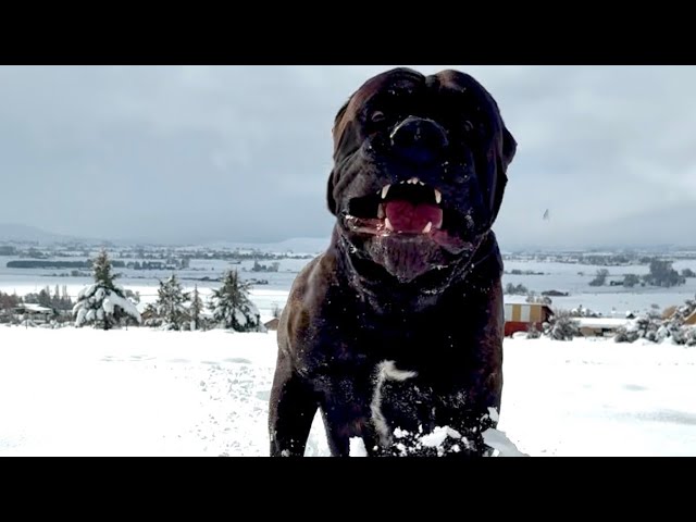 DOG ATTACK😈😈😈#pets #snow #canecorso #dogs #animals