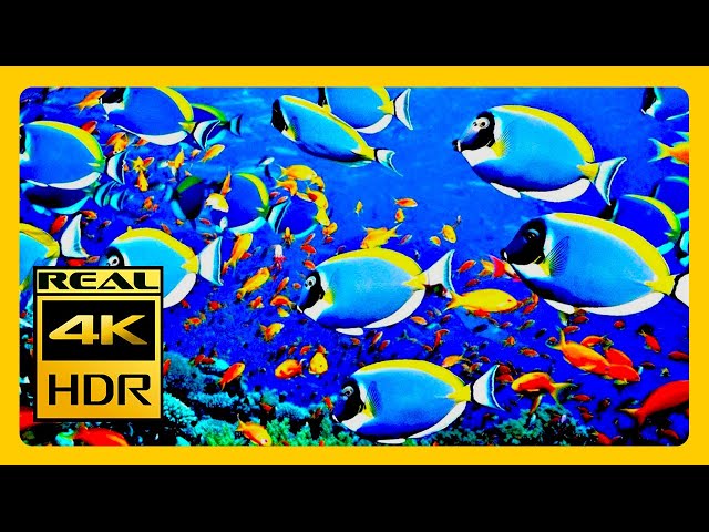 Coral Reef Aquarium 4K HDR | Relaxing Music for Meditation