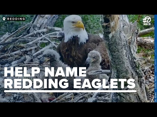 Time is almost up! Help name the Redding Eaglets