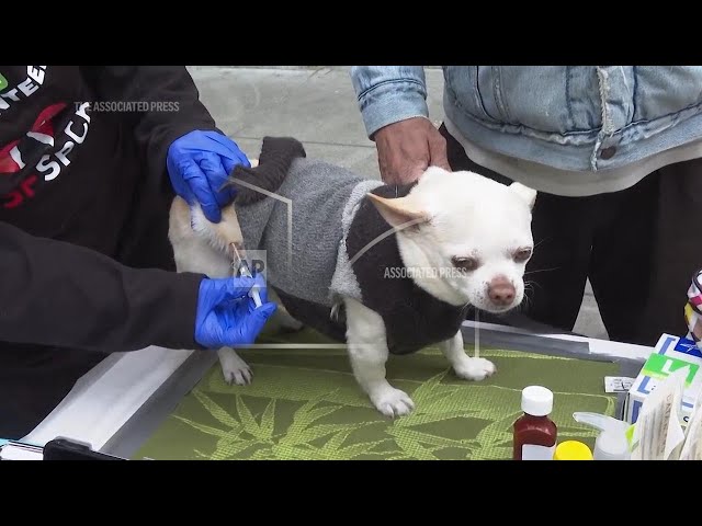 Free vaccination clinics aim to protect dogs from spike in deadly Parvo virus