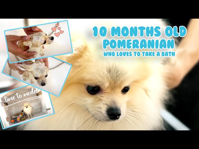 10 Months Old Pomeranian | Pomeranian loves to take a Bath