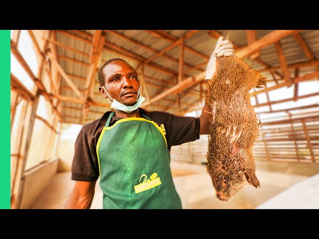 Nigeria’s Bushmeat Farms!! Eating Giant Rat with Miss Nigeria!!