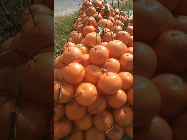 Mostly vitamin c includ in origen #food #villagelife #nature #streetfood #urbanfood #localfood