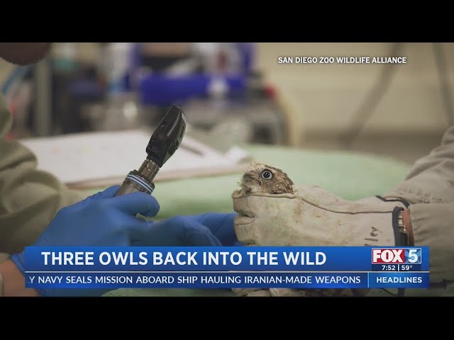 Rescued Owls Reintroduced Into The Wild