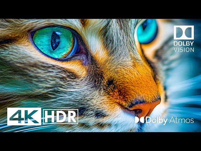 Special HDR 4K 60fps Dolby Vision - Dolby Atmos