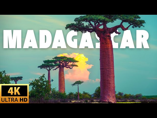 Explore Madagascar’s Unique Beauty in 4K: A Calming Escape