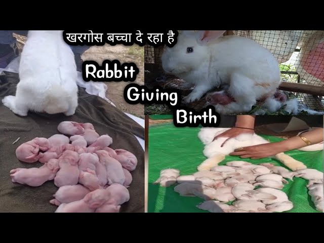 Videos For Rabbits - rabbit video - खरगोश बच्चा दे रहा है #rabbite#rabbitvideo#crazyvlog