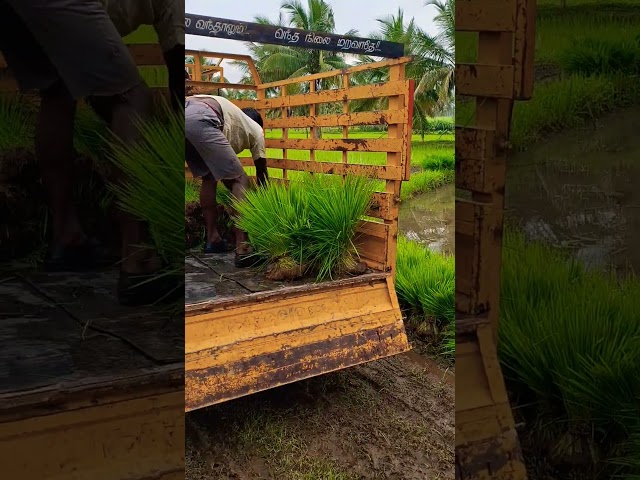 தங்கமுங்க 🌾💚#விவசாயம்#vivasayi#விவசாயி#agriculture#farmer#farming#farmlife#farm#farmers#இயற்கைஉரம்