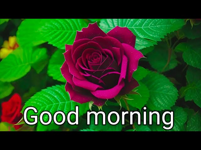 Good morning whatsapp status🌹|| #shorts #viral