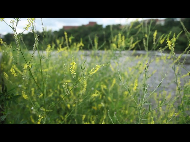 Flowers and River Loop