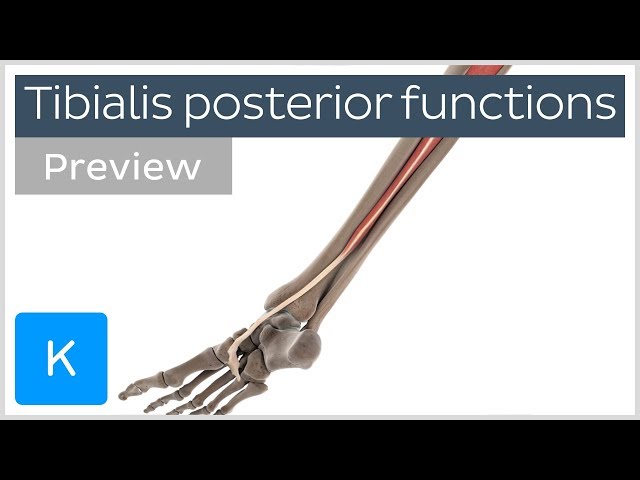 Functions of the tibialis posterior muscle (preview) - 3D Human Anatomy | Kenhub