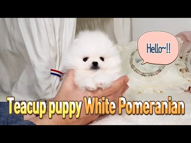 White micro teacup pomeranian puppy - Teacup puppies KimsKennelUS