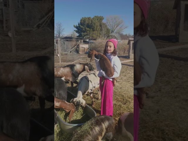 Baby goats and their farm dog, Cass @KrisandLarry #shorts