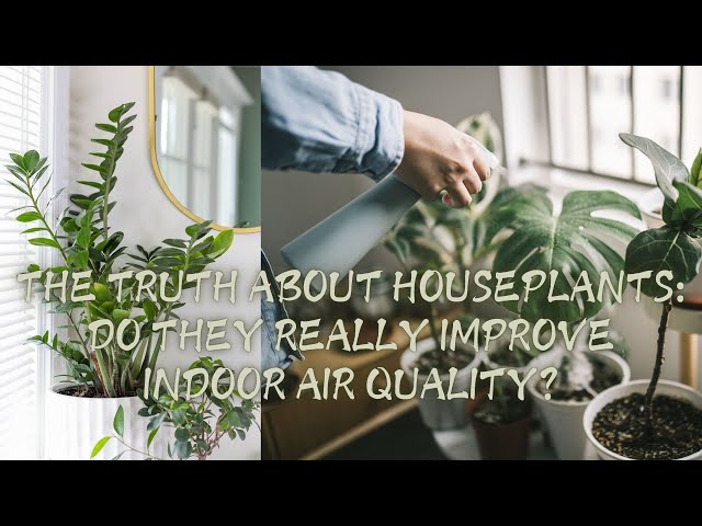 The Truth About Houseplants: Do They Really Improve Indoor Air Quality?