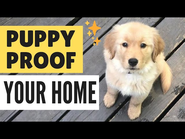 How to Puppy Proof your Home - Puppy Proofing for New Puppy