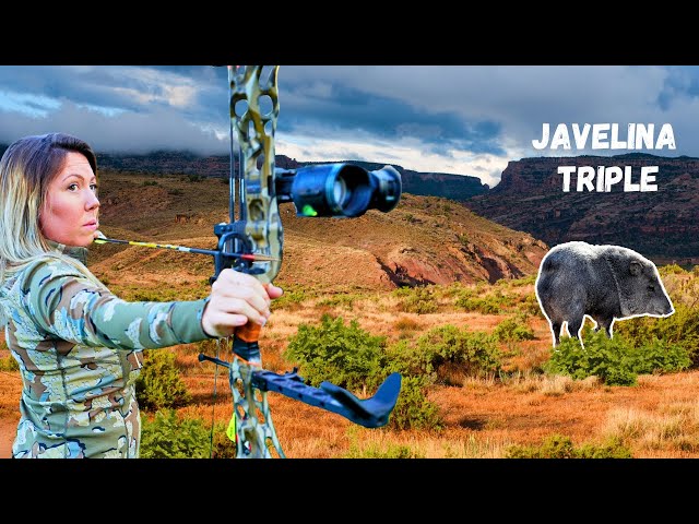 Archery javelina hunt triple! (Things got CRAZY)