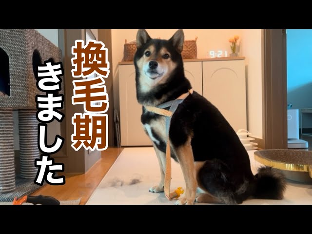 A Maintenance Day for Shiba Inu Mame, Who's Entered Shedding Season