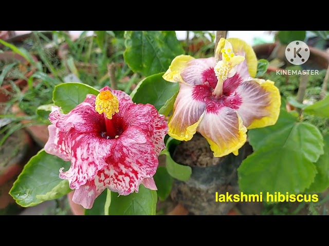 Tropical hibiscus❤