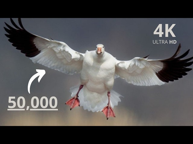 Flying Among 50,000 Birds: The Incredible Feat of the Snow Goose! A SPECTACULAR challenge