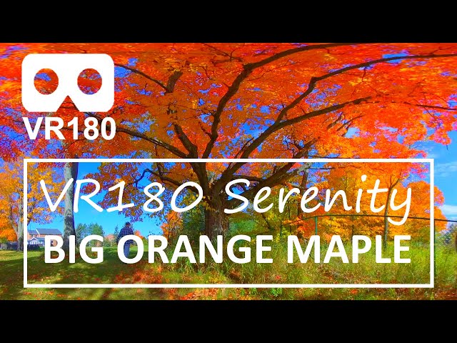 VR180 Serenity: Under The Big Orange Maple. 12 Minutes of Calm In Virtual Reality