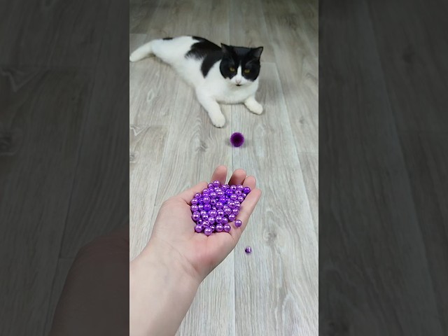 Cat Vasj and Beads 💜🌈 Reverse Video #cat #funnyreversecat #funny