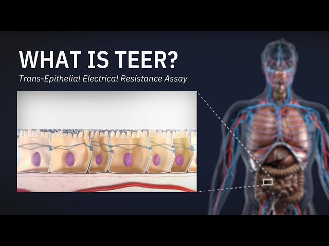 What is TEER? - Trans-Epithelial Electrical Resistance Assay