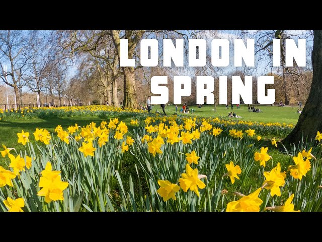 London Walk in Spring - Daffodils in St James's Park and Buckingham Palace