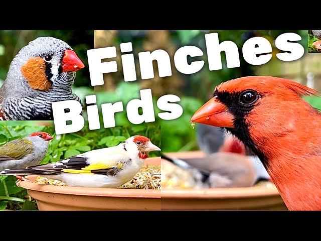 Outdoor Bird Aviary | Bird Sounds | Finches