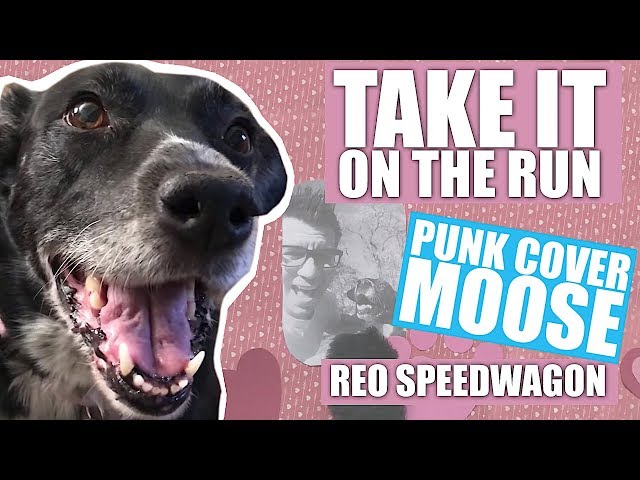 REO Speedwagon - Take It On The Run (Pop Punk cover by Punk Cover Moose)