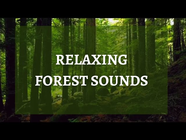 RELAXING FOREST SOUNDS / Birds chirping and singing in the forest