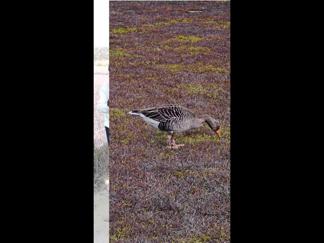 Duck, Peacock, Pigeon& Parrot - Birds names magic video #parrotbeak #cutebirds #birdlives