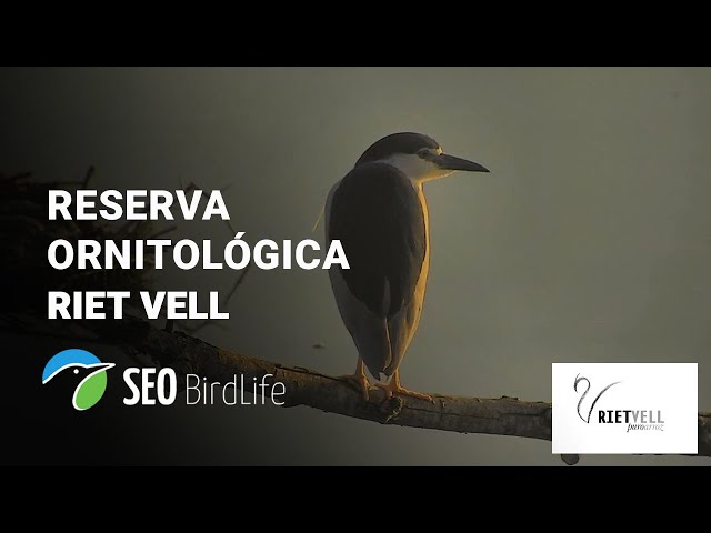 🔴 Aves en DIRECTO - Reserva Ornitológica Riet Vell, Delta del Ebro